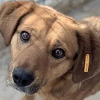 Schmusebacke Wilma in PLZ 27711, Hündin zur Adoption