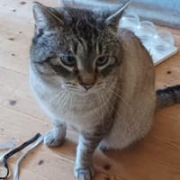 Mobby - Mini-Rambo, Kater zur Adoption