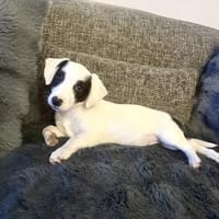 Lilo sehr freundlich und lieb, Hündin zur Adoption