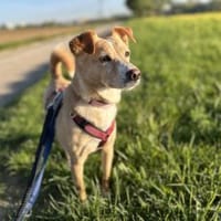 HEDI - verkuschelt und liebenswürdig, Hündin zur Adoption