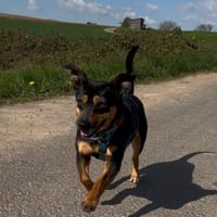 Bruno, Hund zur Adoption