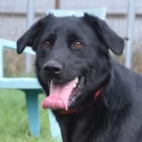 Sam - fröhlich und agil, Hund zur Adoption