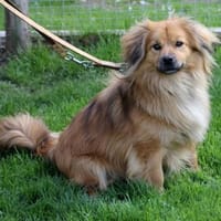 ROBY ist bereits in Deutschland, Hund zur Adoption