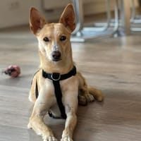 Sanfte  💕Violeta💕 sucht Familie, Hündin zur Adoption