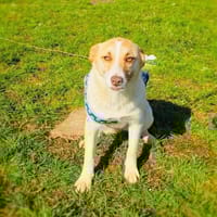 Wunderbare Labrador Mix Hündin Zita, Hündin zur Adoption