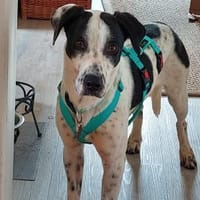 Geliebt und trotzdem muss er gehen, Hund zur Adoption