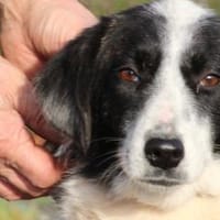 Pintia - zutraulich u. kinderlieb, Hündin zur Adoption