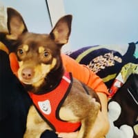 Zwergpinscher Mädchen Mocca, Hündin zur Adoption