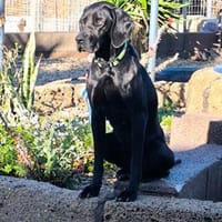 Lula, Hündin zur Adoption