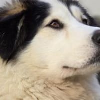 Wer schenkt Bud ein artgerechtes Zuhause, Hund zur Adoption