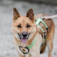 Flauschiger Teddy mit freundlicher Seele, Hund zur Adoption