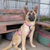 Yumiko - süß und menschenbezogen, Hündin zur Adoption