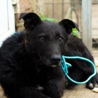 Isi sucht ein geduldiges Zuhause, Hündin zur Adoption