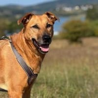 Die süße Finja möchte noch viel erleben, Hündin zur Adoption