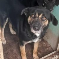 MAX jetzt auf PS in 50170 Kerpen, Hund zur Adoption