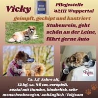 Vicky sucht ihr Für-Immer-Zuhause! 💖🐾, Hündin zur Adoption
