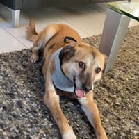 Ich bin der Bobby ❤, Hund zur Adoption