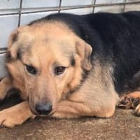 LOBO auf PS in 65597 Hünfelden, Hund zur Adoption