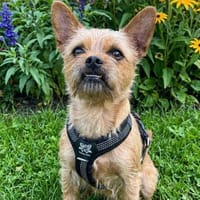 Rocky in NRW, Hund zur Adoption