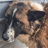 JANKO jetzt auf PS in 65597 Hünfelden, Hund zur Adoption