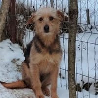 Electra💕wartet in 76187 Karlsruhe, Hund zur Adoption