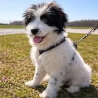 Ein kleines Herz Namens Rangy sucht, Hündin zur Adoption