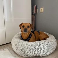 Jördis - Die kleine Mama 🥹, Hündin zur Adoption