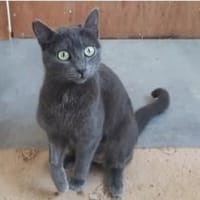 Marjolaine, soziale Kuschelkatze, 1 J., Katze zur Adoption