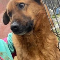 MUCK jetzt auf PS in 50170 Kerpen, Hund zur Adoption