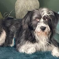 Britta ❤ wartet in 51063 Köln, Hündin zur Adoption