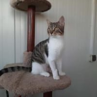 Nanny, verspieltes Herzenspfötchen, 9M, Katze zur Adoption