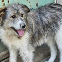 Kiki💕wartet in 90552 Röthenbach, Hündin zur Adoption