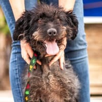 Kormos, freundlicher Pulimixrüde, ca. 5, Hund zur Adoption