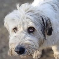 SMILLA jetzt auf PS in 25557 Bornholt, Hündin zur Adoption