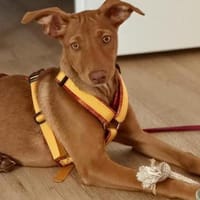 Pumpkin sucht ihr Zuhause für Immer, Hündin zur Adoption