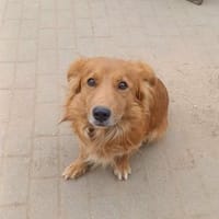 Red, tapferes Kämperherz, ca. 3 Jahre, Hund zur Adoption