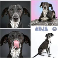 ADJA -Super lieb, fröhlich & aktiv-, Hündin zur Adoption