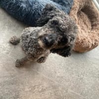 Rozi, freundliche Begleiterin, ca. 5 J., Hündin zur Adoption