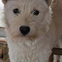 Fritzi sucht ein Für immer Zuhause, Hündin zur Adoption