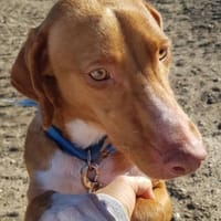 Hanoi sucht ihr Zuhause für Immer, Hündin zur Adoption