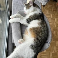 Jonny Stattlicher Kater sucht  Familie, Kater zur Adoption