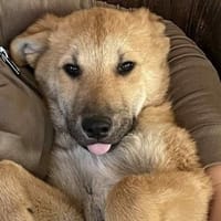 Bruno, lebhafter Huskymischling, ca.6 M., Hund zur Adoption