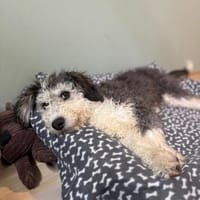 Marlon, zartes Seelchen, ca. 4 Monate, Hund zur Adoption