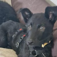 Soley-wartet in 51469 Bergisch Gladbach, Hündin zur Adoption