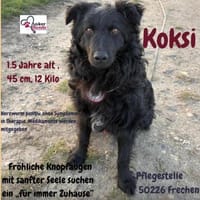 Koksi sucht seine Menschen🐾, Hund zur Adoption