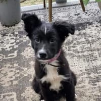 Unique ❤ wartet in 51469 Bergisch Gladb, Hündin zur Adoption