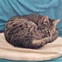 Hermine Freundliches Tigermädel, Katze zur Adoption