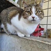 Ruhige Filomena, Katze zur Adoption