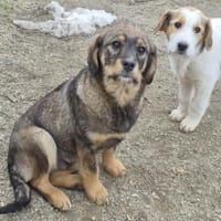 Lenny träumt vom warmen Körbchen (E), Hund zur Adoption