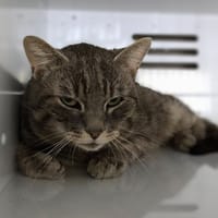 Moumoune, chat à adopter